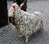 Москва. овца-собака
